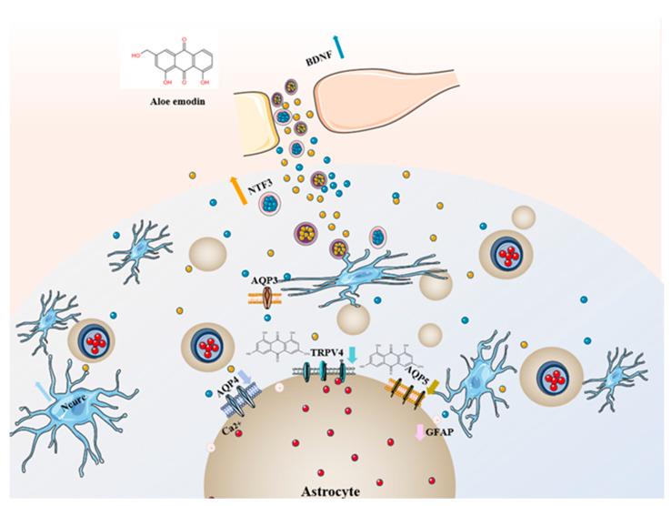 https://cdn.ncbi.nlm.nih.gov/pmc/blobs/4f66/10048947/ba1868c142be/ijms-24-05206-g005.jpg