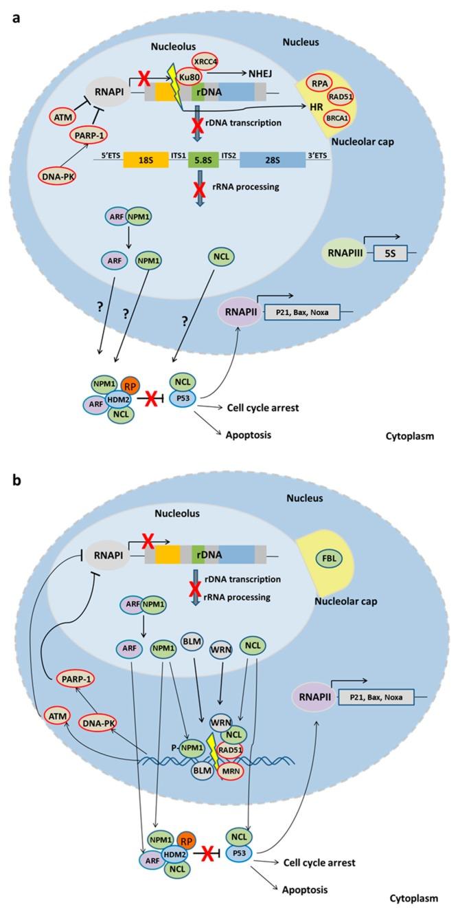 https://cdn.ncbi.nlm.nih.gov/pmc/blobs/4f68/5535903/6dc577228358/ijms-18-01411-g002.jpg