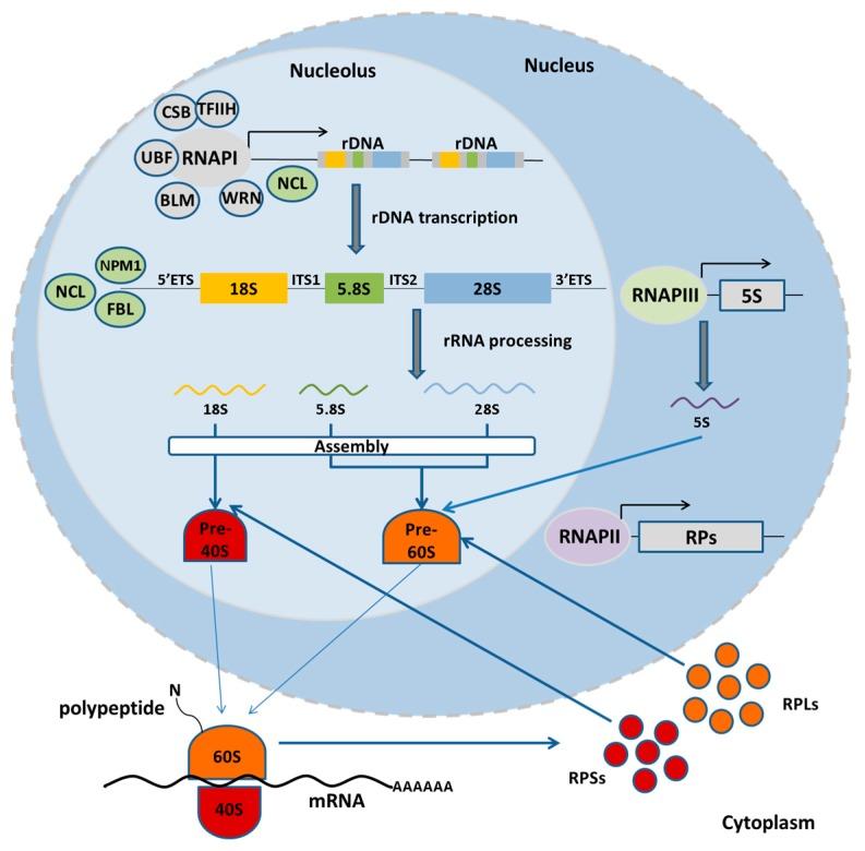 https://cdn.ncbi.nlm.nih.gov/pmc/blobs/4f68/5535903/df9b13c97539/ijms-18-01411-g001.jpg