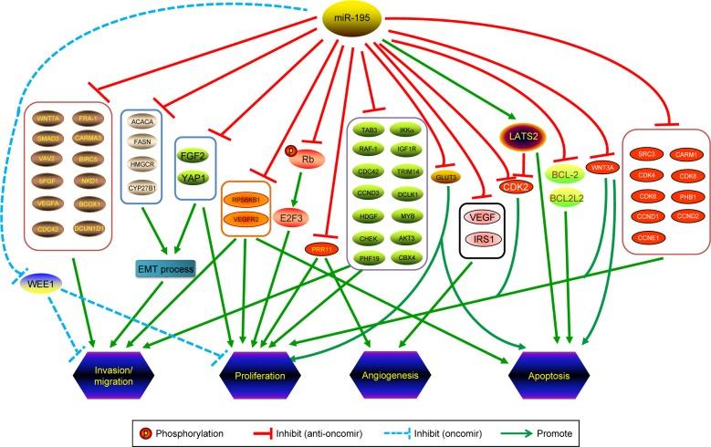 https://cdn.ncbi.nlm.nih.gov/pmc/blobs/4f68/6200091/473b9abbf6f5/ott-11-7109Fig2.jpg