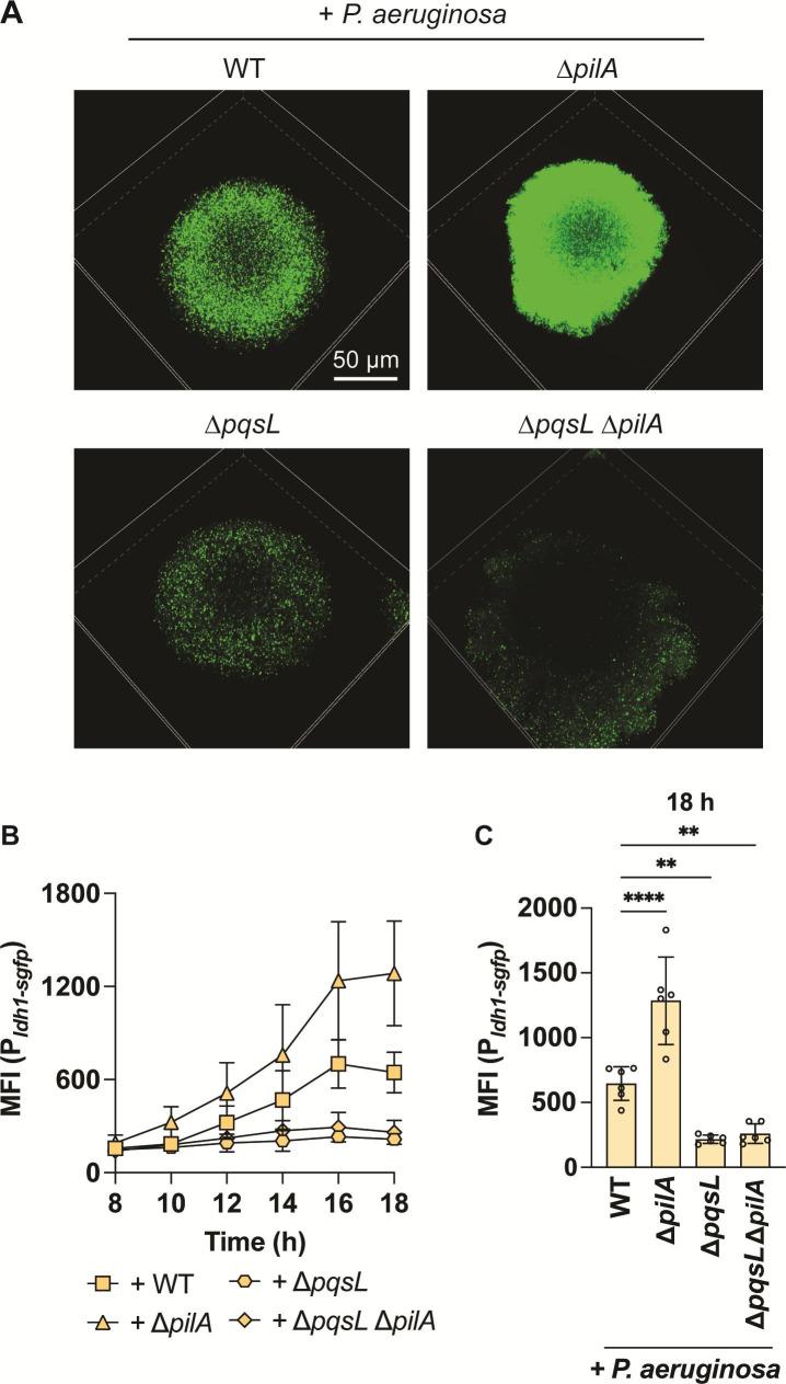 https://cdn.ncbi.nlm.nih.gov/pmc/blobs/4f69/11389416/aa77d66dbf36/mbio.00956-24.f003.jpg