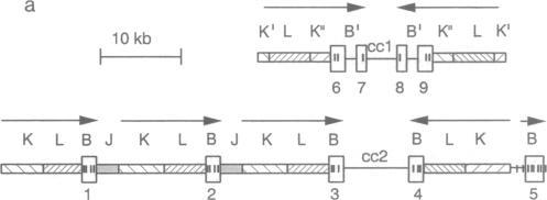 https://cdn.ncbi.nlm.nih.gov/pmc/blobs/4f6b/51006/efc321595d3c/pnas01054-0231-a.jpg
