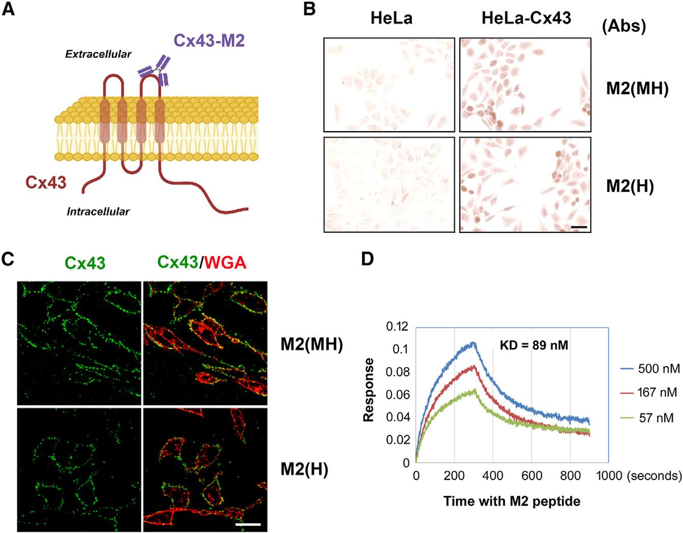 https://cdn.ncbi.nlm.nih.gov/pmc/blobs/4f6c/11380445/d51b204e003f/nihms-2011865-f0002.jpg