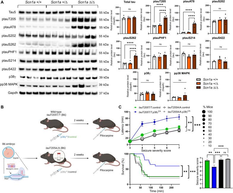 https://cdn.ncbi.nlm.nih.gov/pmc/blobs/4f6e/10936047/bcc476d31b6b/sciadv.add2577-f2.jpg