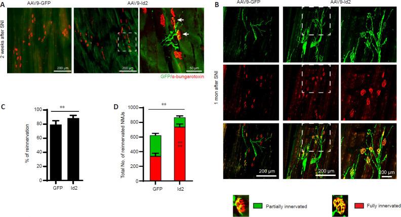 https://cdn.ncbi.nlm.nih.gov/pmc/blobs/4f6f/8374553/98990e15f135/NRR-16-2542-g005.jpg