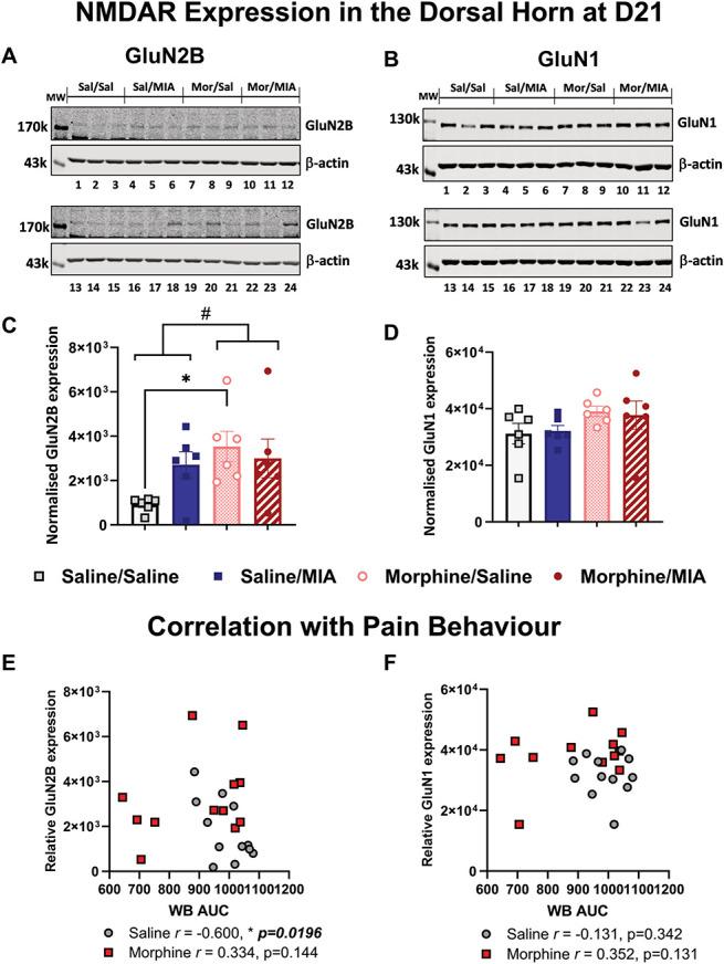 https://cdn.ncbi.nlm.nih.gov/pmc/blobs/4f70/10936964/55bd58b82b5d/painreports-9-e1145-g005.jpg