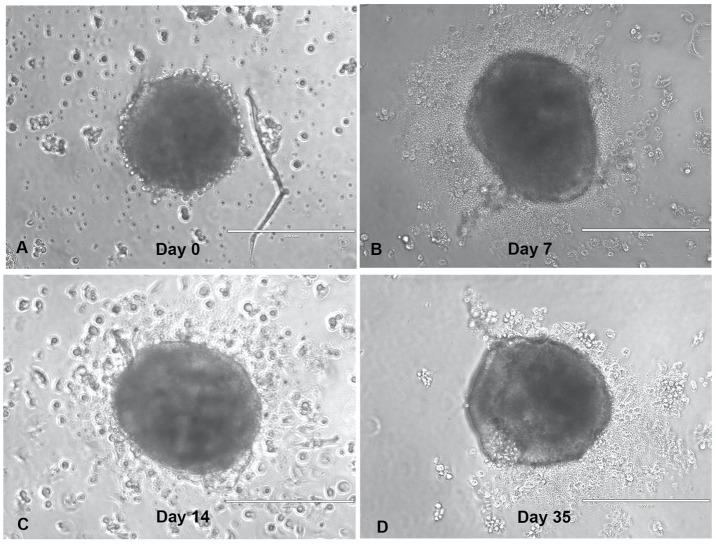 https://cdn.ncbi.nlm.nih.gov/pmc/blobs/4f80/11007648/60319a6db9de/fimmu-15-1356144-g001.jpg
