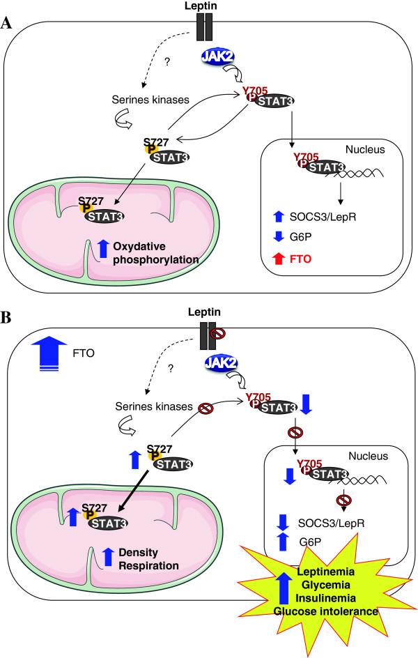https://cdn.ncbi.nlm.nih.gov/pmc/blobs/4f83/3896784/598ec30f9fbc/1478-811X-12-4-8.jpg
