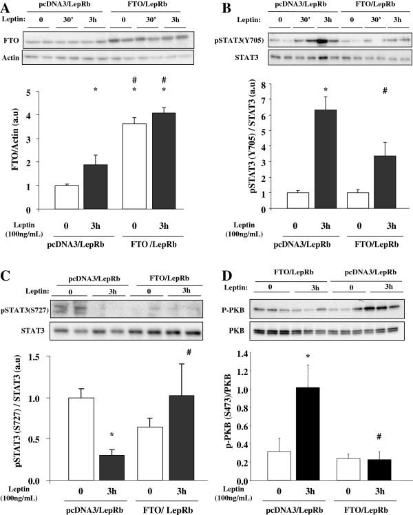 https://cdn.ncbi.nlm.nih.gov/pmc/blobs/4f83/3896784/fb3704a4c83b/1478-811X-12-4-3.jpg