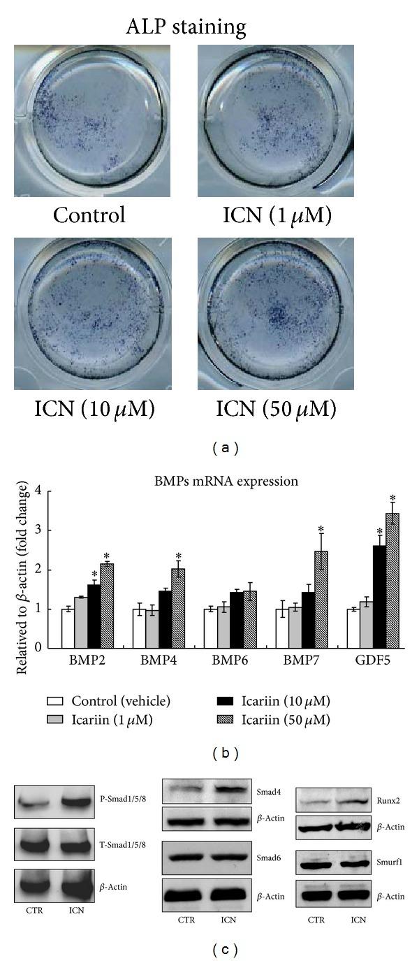 https://cdn.ncbi.nlm.nih.gov/pmc/blobs/4f85/3835354/536707af3f5c/ECAM2013-652317.005.jpg