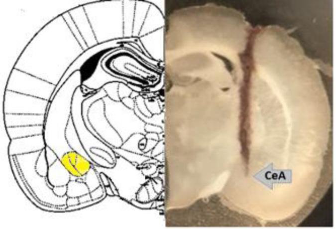 https://cdn.ncbi.nlm.nih.gov/pmc/blobs/4f87/9282746/43d4917ea6dd/IJBMS-25-604-g002.jpg