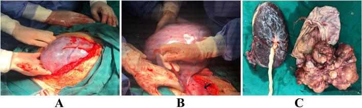 https://cdn.ncbi.nlm.nih.gov/pmc/blobs/4f8a/9237990/bed91635af09/12884_2022_4857_Fig2_HTML.jpg