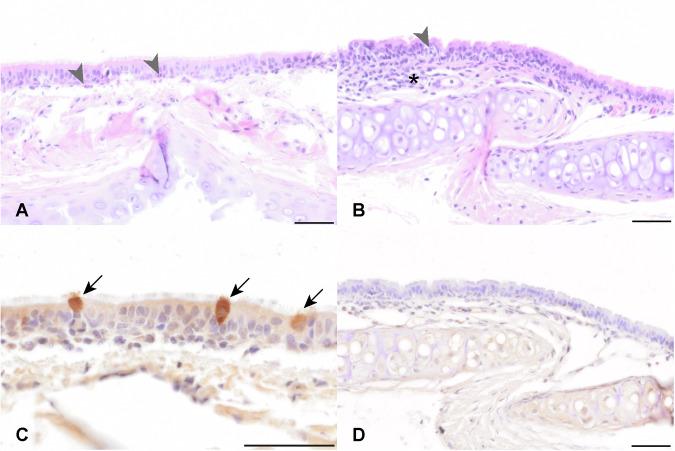 https://cdn.ncbi.nlm.nih.gov/pmc/blobs/4f8f/11721388/37a9de572532/44298_2024_86_Fig4_HTML.jpg