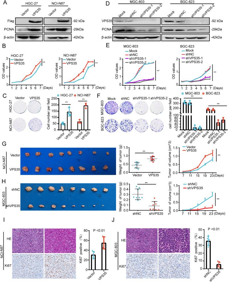 https://cdn.ncbi.nlm.nih.gov/pmc/blobs/4f90/10774127/2db545417bb7/41388_2023_2885_Fig2_HTML.jpg
