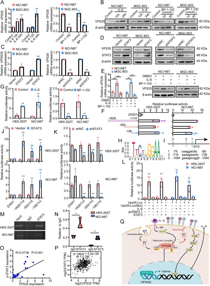 https://cdn.ncbi.nlm.nih.gov/pmc/blobs/4f90/10774127/3e6b54d1db24/41388_2023_2885_Fig8_HTML.jpg