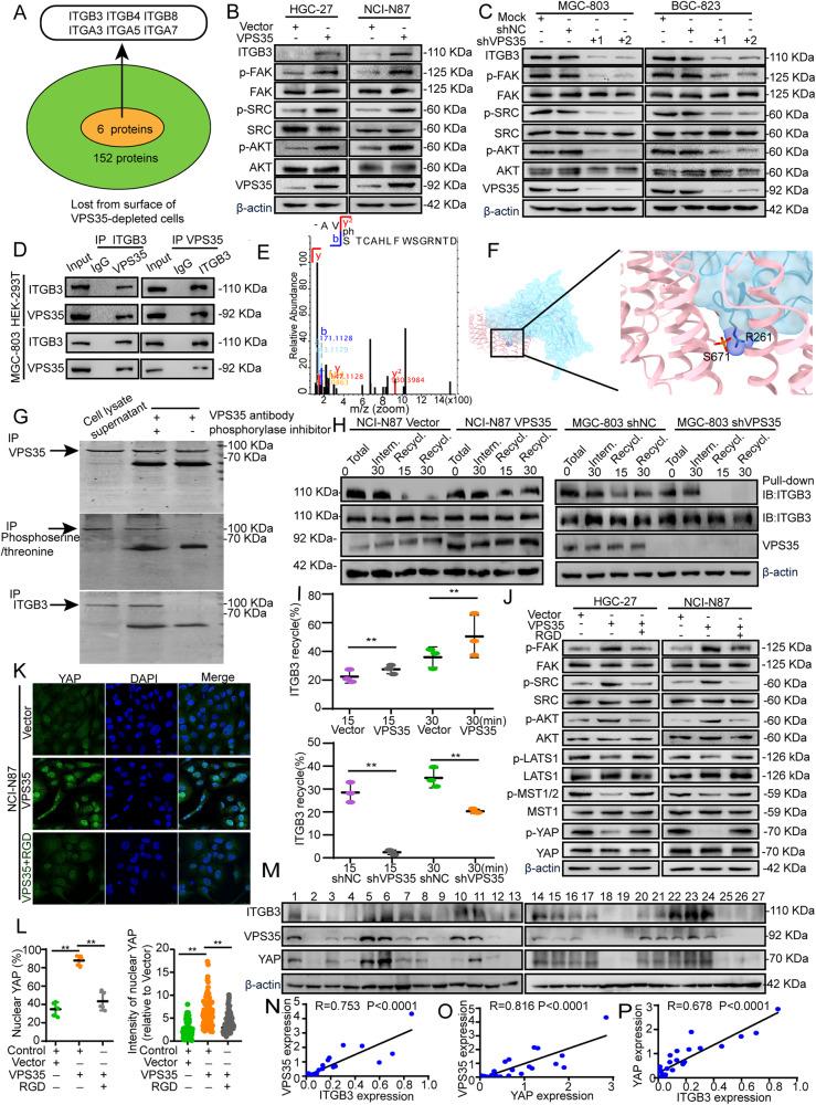 https://cdn.ncbi.nlm.nih.gov/pmc/blobs/4f90/10774127/bb4c1acee5f5/41388_2023_2885_Fig6_HTML.jpg