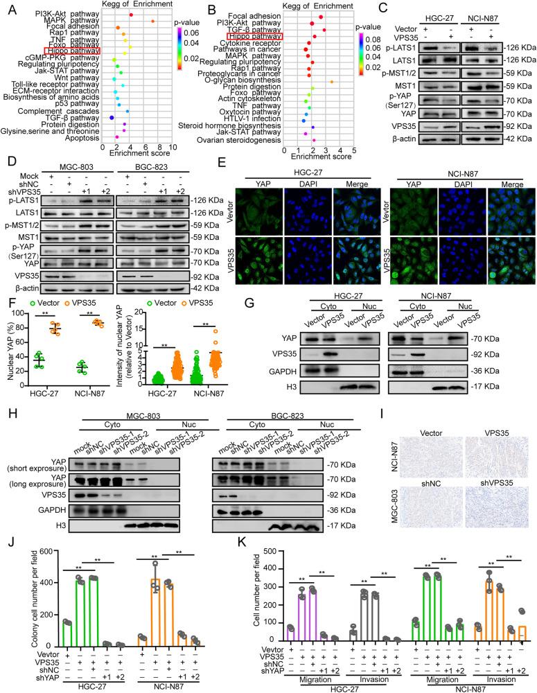 https://cdn.ncbi.nlm.nih.gov/pmc/blobs/4f90/10774127/cc8fef6ff69e/41388_2023_2885_Fig5_HTML.jpg