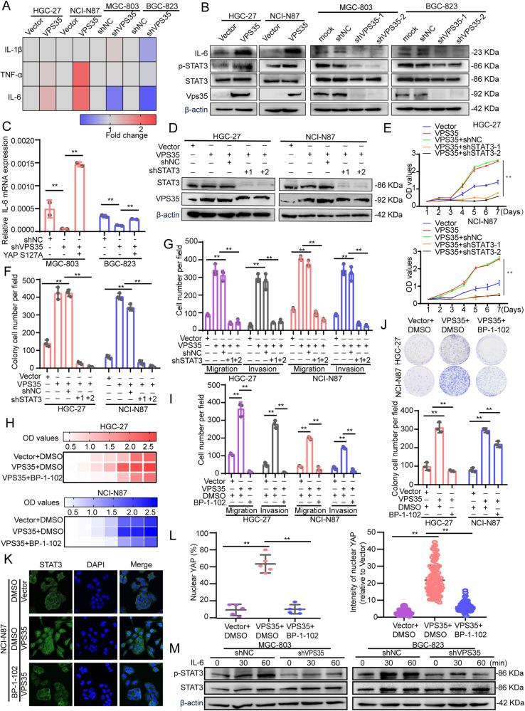 https://cdn.ncbi.nlm.nih.gov/pmc/blobs/4f90/10774127/e750da0b4d10/41388_2023_2885_Fig7_HTML.jpg