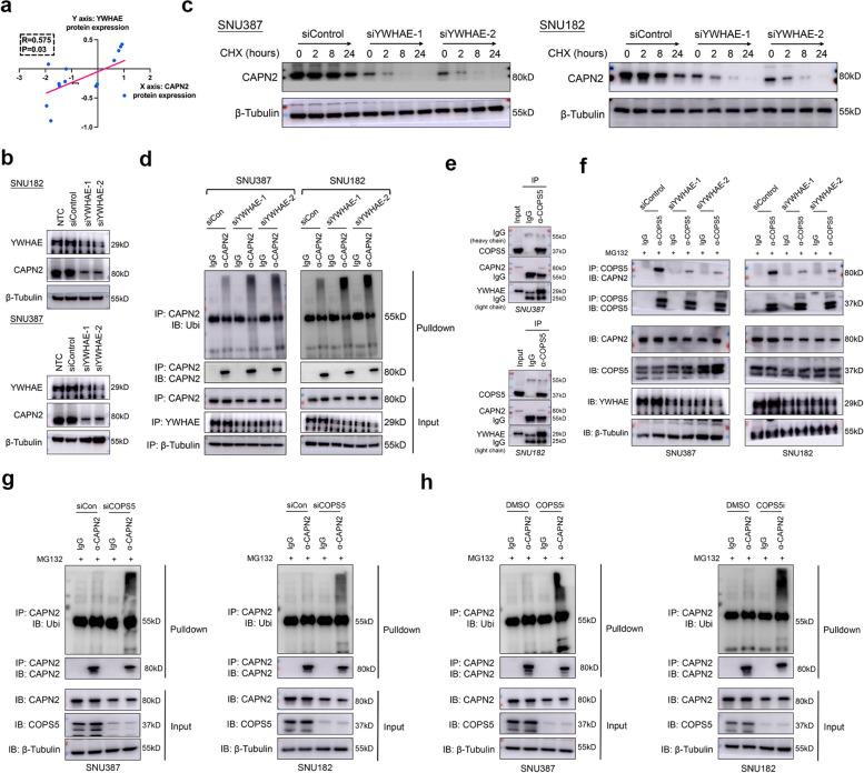 https://cdn.ncbi.nlm.nih.gov/pmc/blobs/4f91/11688263/10388ac7fff0/43556_2024_242_Fig7_HTML.jpg