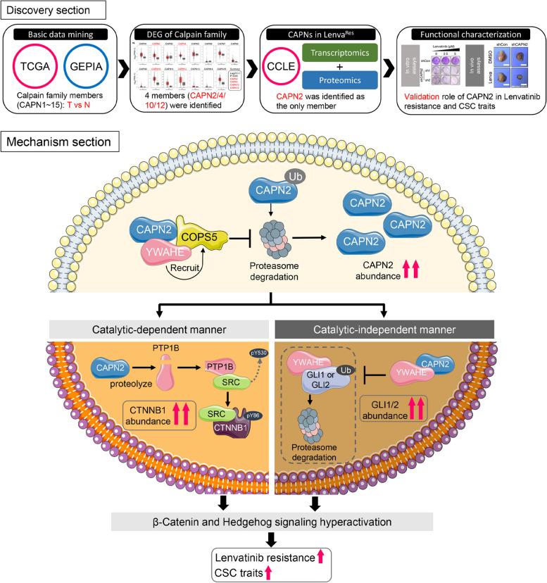 https://cdn.ncbi.nlm.nih.gov/pmc/blobs/4f91/11688263/6e0255e2436e/43556_2024_242_Fig8_HTML.jpg
