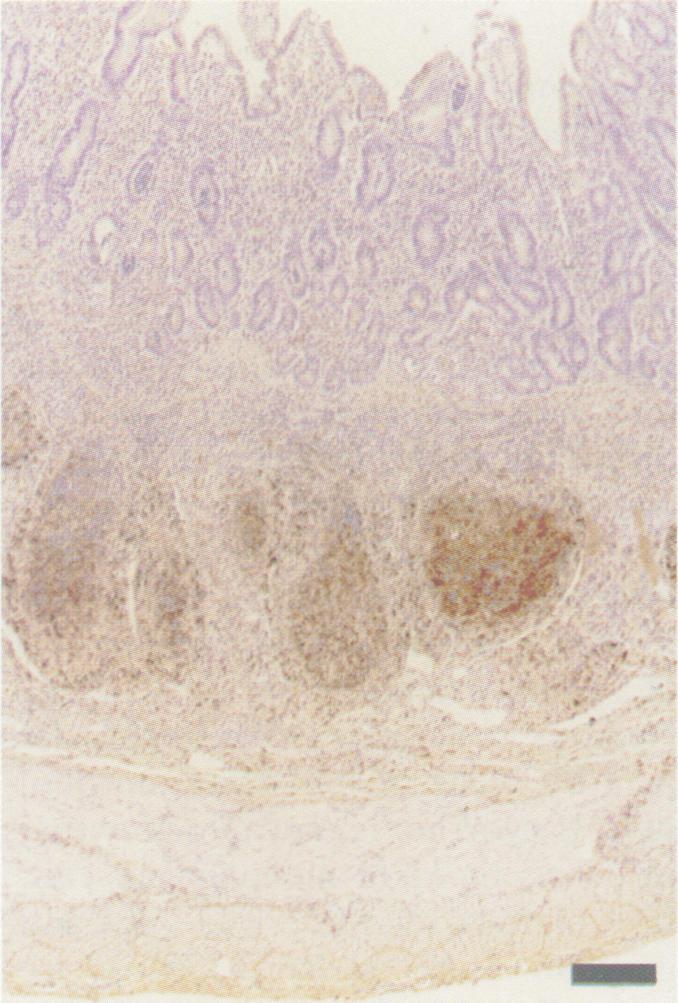 https://cdn.ncbi.nlm.nih.gov/pmc/blobs/4f95/1189471/83674f16de5c/cjvetres00015-0006-d.jpg