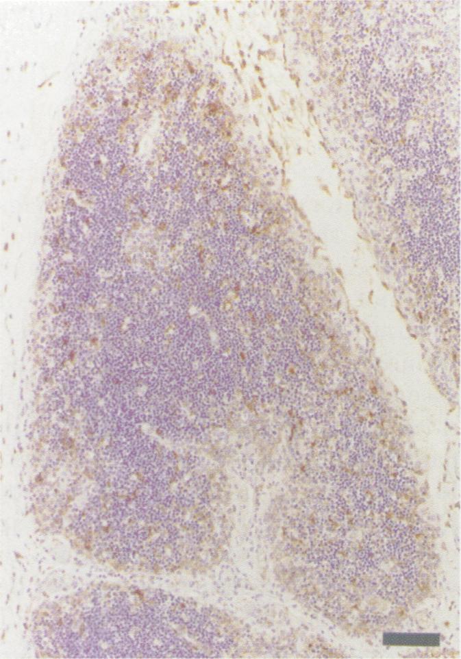 https://cdn.ncbi.nlm.nih.gov/pmc/blobs/4f95/1189471/d6065d4276be/cjvetres00015-0007-b.jpg
