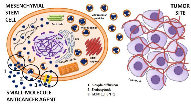 https://cdn.ncbi.nlm.nih.gov/pmc/blobs/4f95/8911180/096a5cf6fd48/ijms-23-02745-g001.jpg