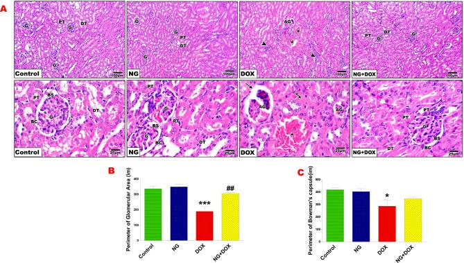 https://cdn.ncbi.nlm.nih.gov/pmc/blobs/4f96/12186448/2903a662c56b/40360_2025_947_Fig4_HTML.jpg