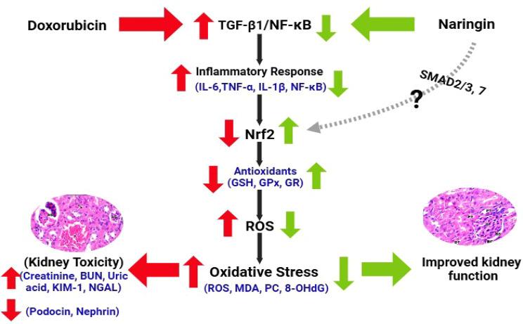 https://cdn.ncbi.nlm.nih.gov/pmc/blobs/4f96/12186448/c1fa48dc7f88/40360_2025_947_Fig10_HTML.jpg