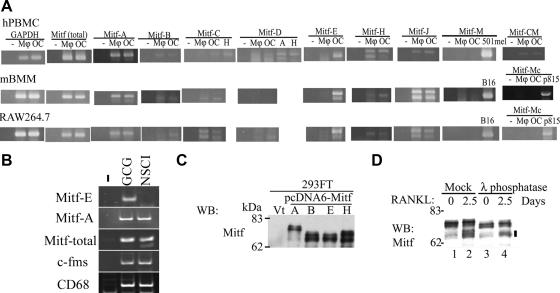 https://cdn.ncbi.nlm.nih.gov/pmc/blobs/4f96/2869381/0fbda52d532e/zmk0101094480001.jpg