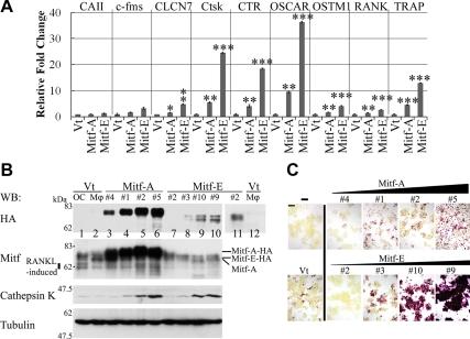 https://cdn.ncbi.nlm.nih.gov/pmc/blobs/4f96/2869381/154e6b40d182/zmk0101094480003.jpg