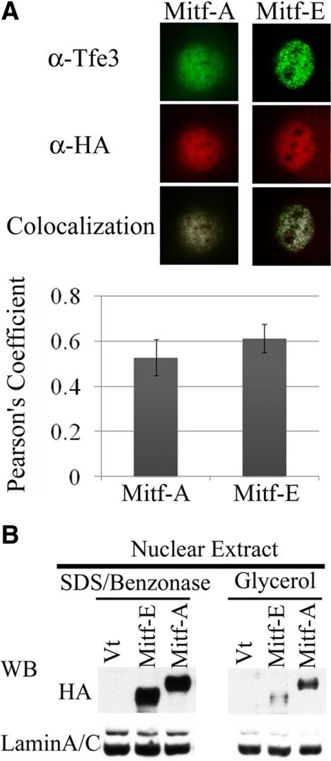 https://cdn.ncbi.nlm.nih.gov/pmc/blobs/4f96/2869381/577c95b9d30f/zmk0101094480005.jpg