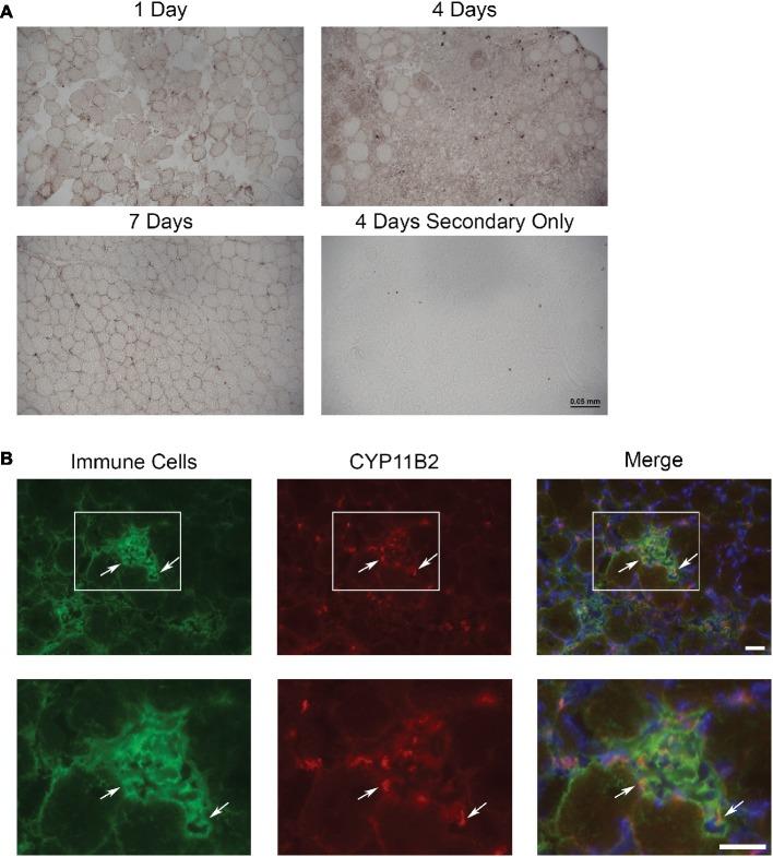https://cdn.ncbi.nlm.nih.gov/pmc/blobs/4f9b/6830343/f98c9dd04c11/fphys-10-01324-g001.jpg