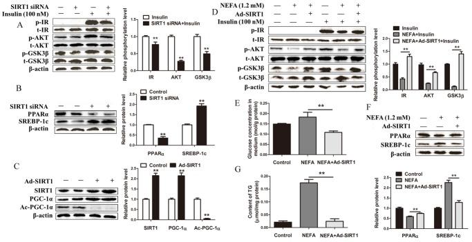 https://cdn.ncbi.nlm.nih.gov/pmc/blobs/4f9e/5710930/50a357a0f092/oncotarget-08-91362-g005.jpg