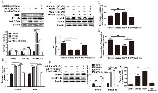 https://cdn.ncbi.nlm.nih.gov/pmc/blobs/4f9e/5710930/7906589e3975/oncotarget-08-91362-g006.jpg