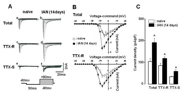 https://cdn.ncbi.nlm.nih.gov/pmc/blobs/4f9f/2829527/17223db14d05/1744-8069-6-9-4.jpg