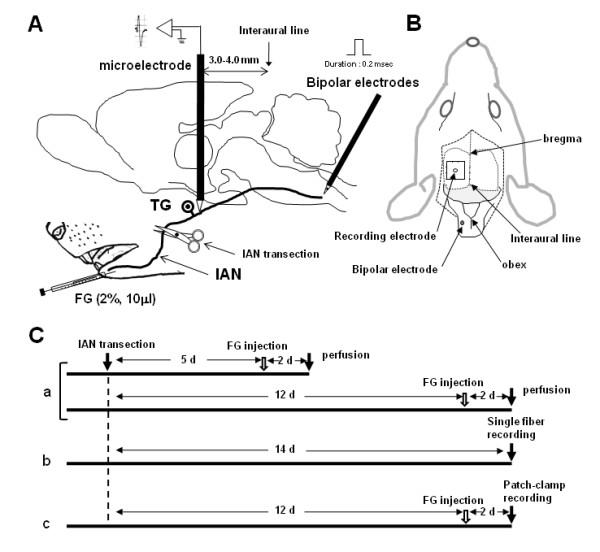 https://cdn.ncbi.nlm.nih.gov/pmc/blobs/4f9f/2829527/7425e641b109/1744-8069-6-9-7.jpg