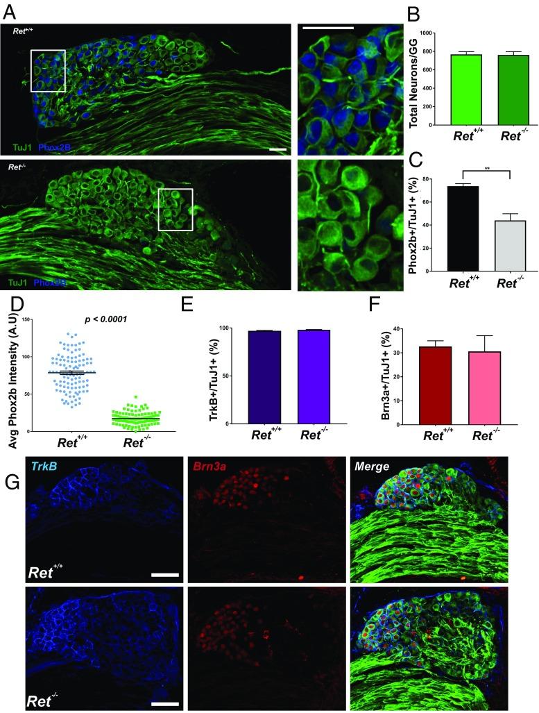 https://cdn.ncbi.nlm.nih.gov/pmc/blobs/4f9f/5776963/21f650e01990/pnas.1708838115fig02.jpg