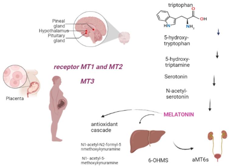 https://cdn.ncbi.nlm.nih.gov/pmc/blobs/4fa2/9775355/98602546b827/biomedicines-10-03252-g001.jpg