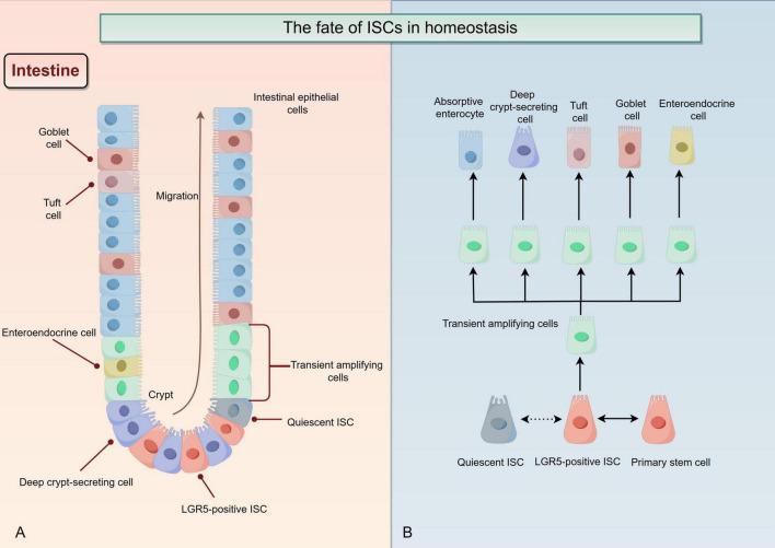 https://cdn.ncbi.nlm.nih.gov/pmc/blobs/4fa8/11975877/11c673a9d26b/fmed-12-1569328-g002.jpg