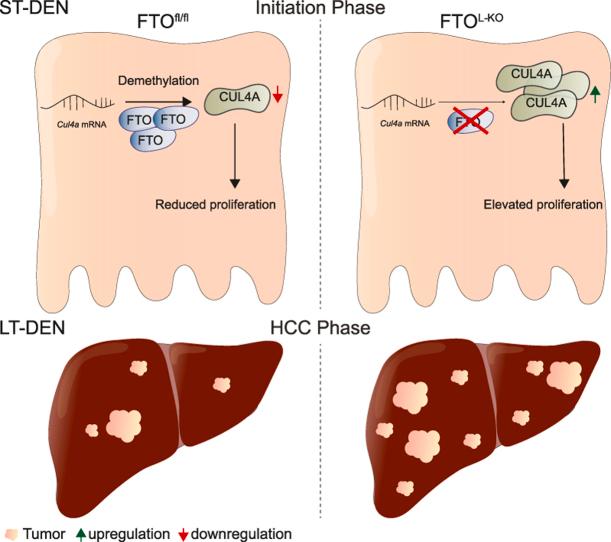 https://cdn.ncbi.nlm.nih.gov/pmc/blobs/4fa8/7560164/5bff12af1784/fx1.jpg