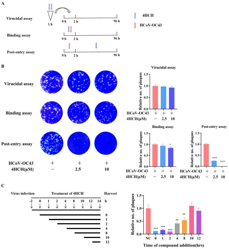 https://cdn.ncbi.nlm.nih.gov/pmc/blobs/4fac/12390396/cf074e1857c1/viruses-17-01028-g003.jpg