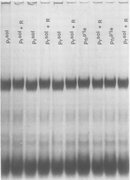 https://cdn.ncbi.nlm.nih.gov/pmc/blobs/4fac/425987/5ead1173076a/plntphys00540-0012-a.jpg