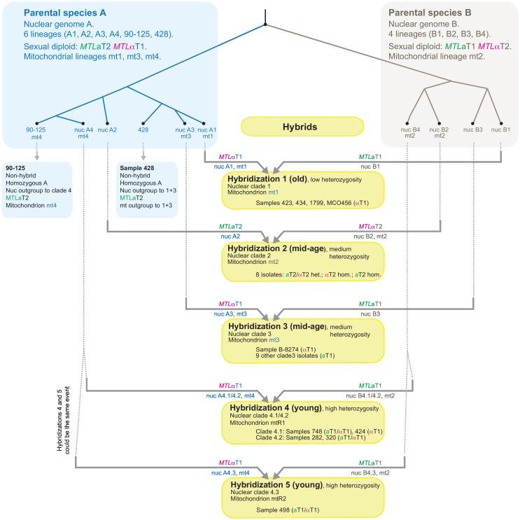 https://cdn.ncbi.nlm.nih.gov/pmc/blobs/4fae/5091853/0d8d388c991c/pgen.1006404.g005.jpg
