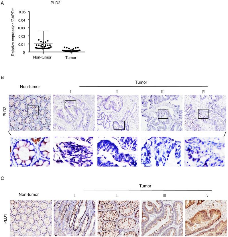 https://cdn.ncbi.nlm.nih.gov/pmc/blobs/4fb1/11064252/c2483a38bea5/jcav15p2981g002.jpg