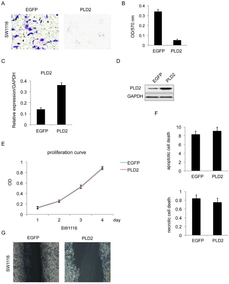 https://cdn.ncbi.nlm.nih.gov/pmc/blobs/4fb1/11064252/cf991e82ae60/jcav15p2981g005.jpg