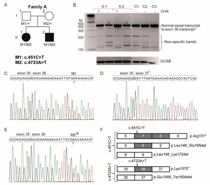 https://cdn.ncbi.nlm.nih.gov/pmc/blobs/4fb1/5575671/9643d5d7d459/genes-08-00208-g002.jpg