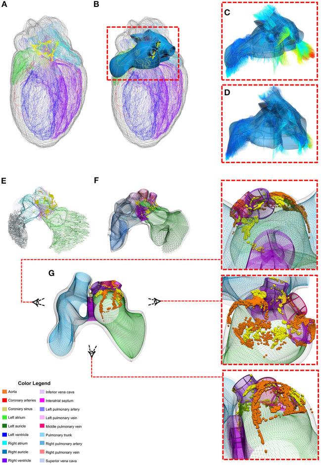 https://cdn.ncbi.nlm.nih.gov/pmc/blobs/4fb1/8265045/0a93295579a1/fphys-12-693735-g0009.jpg