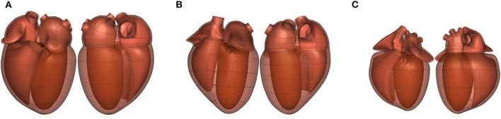 https://cdn.ncbi.nlm.nih.gov/pmc/blobs/4fb1/8265045/9d26f833994c/fphys-12-693735-g0007.jpg