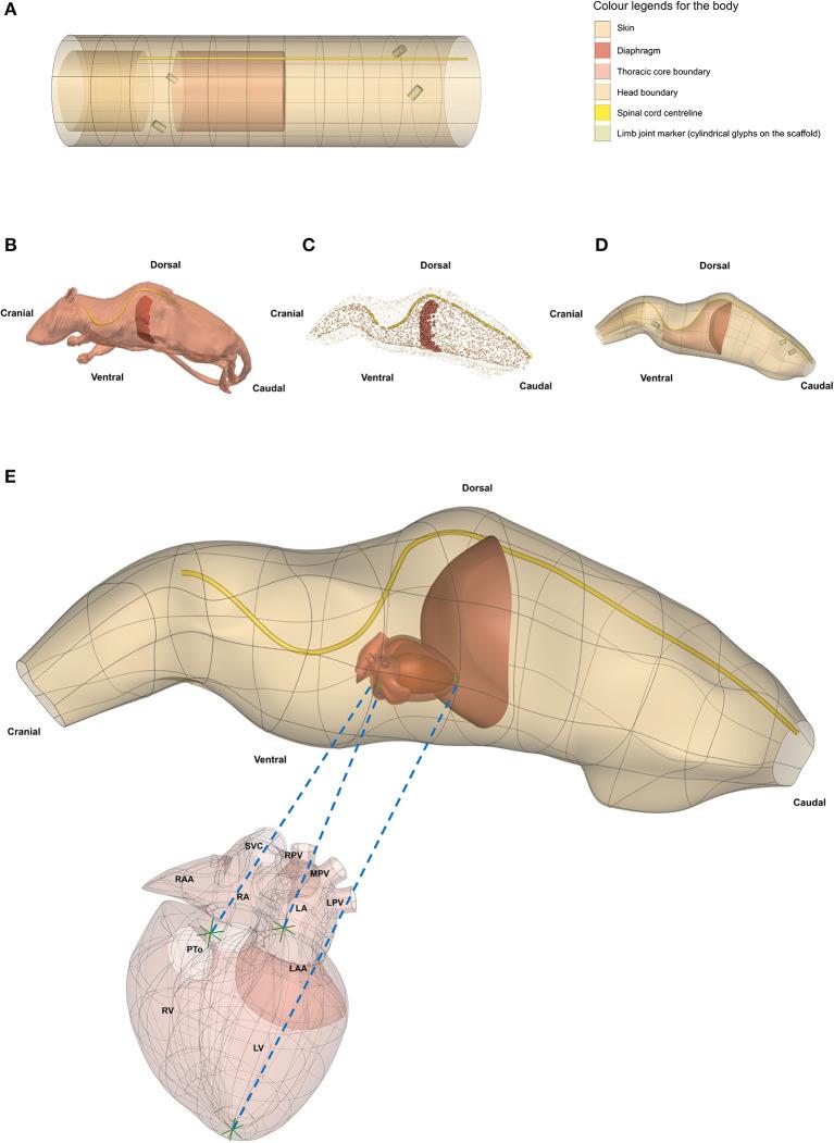 https://cdn.ncbi.nlm.nih.gov/pmc/blobs/4fb1/8265045/ecdb1658aa44/fphys-12-693735-g0008.jpg